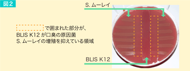 BLIS K12を使った抗菌試験