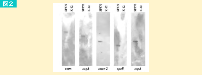 図2. S. pyogenes  SF37をHind IIIで分解したレーンをSF370（左側）とラベル。BLIS K12をHind IIIで分解したレーンをK-12（右側）とラベル。